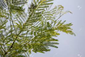 Akazienbaum in voller blute region cham nachrichten. Grune Akazie Baum Im Garten Acacia Auriculiformis Cunn Lizenzfreie Fotos Bilder Und Stock Fotografie Image 41320591