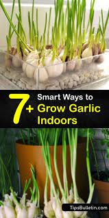 Growing garlic indoors under lights. 7 Smart Ways To Grow Garlic Indoors