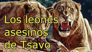 Esta caracteristica no solo se da en tsavo, si. 7 02 Mb Los Leones S3sin0s De Tsavo Download Lagu Mp3 Gratis Mp3 Dragon
