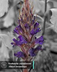 Image result for Orobanche