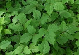 A poison ivy rash will eventually go away on its own. How To Get Rid Of Poison Ivy In The Yard Diy Guide Bob Vila