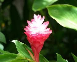 Hawaiian Flower Photograph By Terry Adamick Hawaiian baby names for girls. fine art america