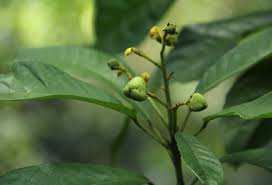 Image result for Rinorea