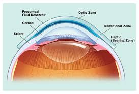 Image result for Sclera