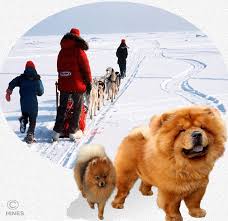 Treatment of canine alopecia x with trilostane. Alopecia X A Special Cause Of Hair Loss In Dogs