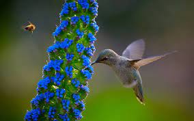 Birds and flowers hd wallpaper. Hd Wallpaper Humming Bird Flowers Blue Flowers Birds Nature Animals Closeup Bees Wallpaper Flare