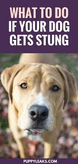 What To Do When Your Dog Gets Stung Puppy Leaks Dog Advice Dog Skin Dog Care Tips