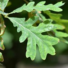 Image result for white oak leaf