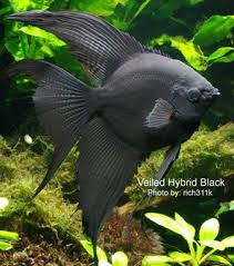 Black Veiltail Angelfish Angelfish Geneticsmy Love Affair