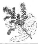 Image result for Magnistipula