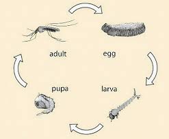 Check spelling or type a new query. 8 Cara Halau Nyamuk Aedes Dari Rumah Propertyguru Malaysia