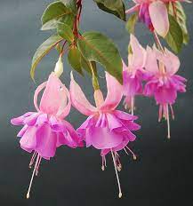 By Popular Request The Ballerinas Fuchsia Flowers Fuchsia Flower Beautiful Pink Flowers