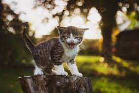 Maybe you would like to learn more about one of these? Arti Mimpi Melihat Kucing Mati Detiklife