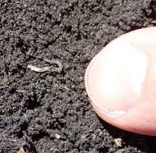 If you actually have worms in your stool, it must be evaluated. Province Of Manitoba Agriculture Insect Report 2016 05 18