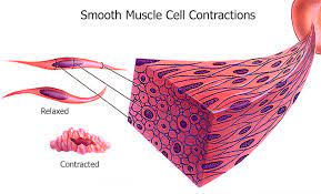 Vascular smooth muscle is the type of smooth muscle that makes up most of the walls of blood vessels. Vsmc Inflammatory Response In Atherosclerosis