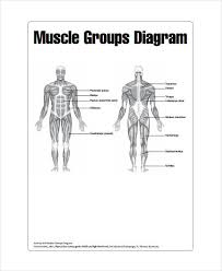 Muscle Chart 7 Free Pdf Documents Download Free