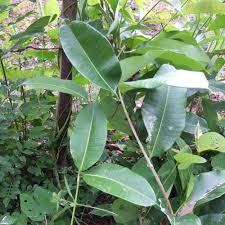 Image result for Cryptolepis