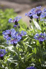 Das Schonste Blau An Fruhlingstagen Blaue Blumen Blumen Pflanzen Blumen