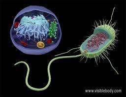 A eukaryotic cell have a membrane around the nucleus. Prokaryotes Vs Eukaryotes