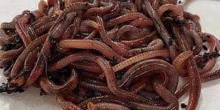 *1 lb of european nightcrawlers consist of approx. Live Worms Live Worms For Sale Red Worms