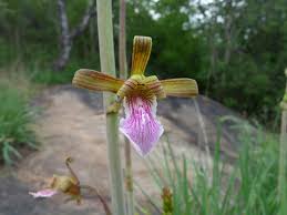 Image result for Eulophia petersii