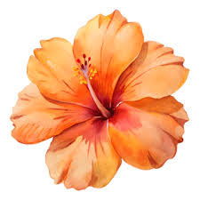 Impresionante Flor Naranja PNG Imágenes Y Dibujos Con Fondo Transparente  Gratis