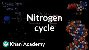 the nitrogen cycle video ecology khan academy