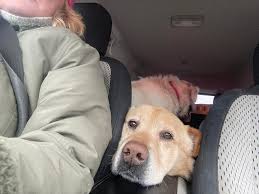 Who are the owners of the found pitbulls in Arizona?