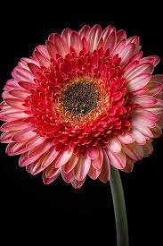 Pin On Flowers