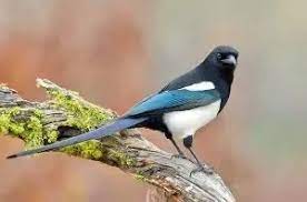 Both males and women have these gorgeous tails with 2 longer plumes that. What Kind Of Long Tailed White Blue And Black Bird Is This Quora