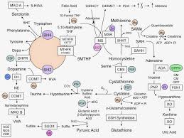 Methylation Methylation Pathway Mthfr Genotypes And