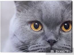 The most beautiful russian blue cat is the cat that most cat lovers want to have. Leinwandbild Russian Blue Cat Pixers Wir Leben Um Zu Verandern