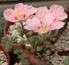 Image result for Lycopodiella sarcocaulon