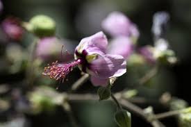 Image result for Abutilon longicuspe