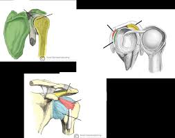 Acromioclavicular (ac) joint sprain or separation. The Shoulder Joint Diagram Quizlet