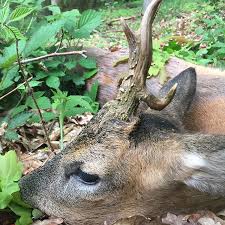 Im krimi „waidmannsdank ist einiges nicht so, wie es scheint. Diekugelbringtgluck Instagram Posts Photos And Videos Picuki Com