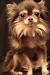 Long Hair Chihuahua Pomeranian Mix
