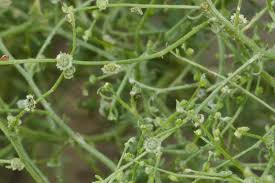 Image result for Caroxylon littoralis