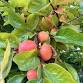 Fruit Rescue - Pleasanton / San Ramon / Danville Area event image