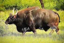 Muscle Power Caption This Click Of An Indian Gaur Or Indian Bison By Wildliferindia Animals Animal Movement Animals Amazing