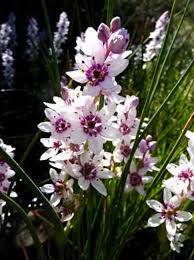 Image result for Moraea stricta