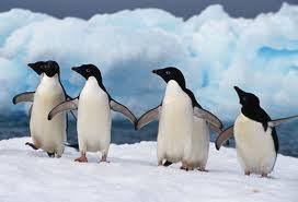 Emperor penguins have a high density layer of insulating feathers and fat, strong bones, and can survive on low oxygen levels. Fun Facts About Penguins Cool Australia