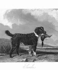 Image result for curly coated retrívr