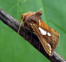 Image result for Plusia putnami