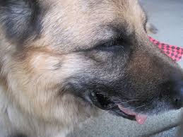 Aber einige andere hunde hoffen noch auf ein neues zuhause. Tierschutzverein Herne Wanne E V Tierschutz 44651 Herne Rohlinghausen Offnungszeiten Adresse Telefon