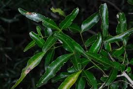 Image result for Searsia gueinzii