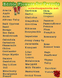 Ahh Pet Birds Names In Urdu Excellent Pet Birds Bee Balm Birds For Sale