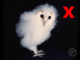 In this video, i reveal. What To Do If You Find A Young Tawny Owl The Barn Owl Trust