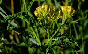 Image result for Psiadia punctulata