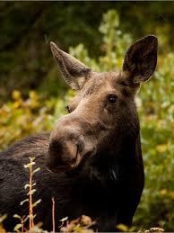 All Newest Pixdaus Moose Pictures Bull Moose Animals Wild